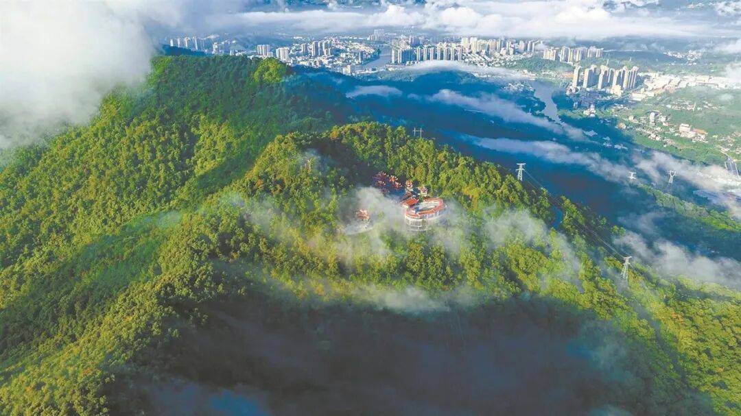 区县动态 以绿为底 以茶为核 铸就“两山